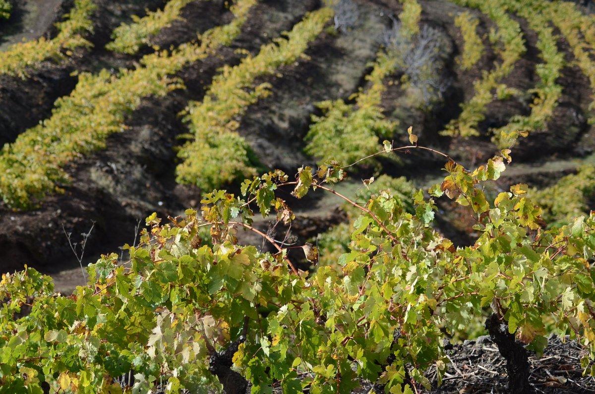 Viñedos con variedades únicas en el mundo entre frondosos bosques, extensiones de plataneras, negros suelos de magma y ceniza volcánica ... Así es el excepcional paisaje del vino de <a href="/VINOSDELAPALMA/">VINOS DE LA PALMA</a>.
Os animo a conocerlo en    youtu.be/Y8vduZJDryg