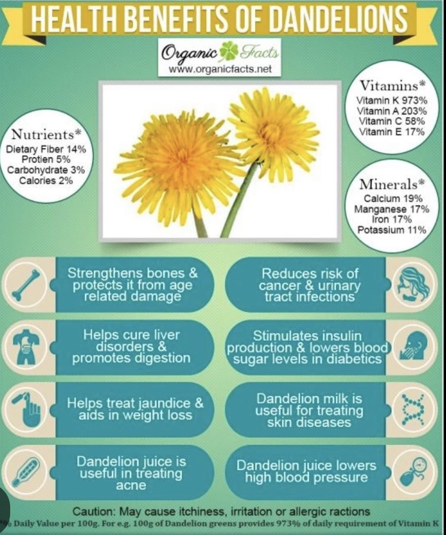 lisacam60629063's tweet photo. Dandelion https://t.co/Dae38wNGWW