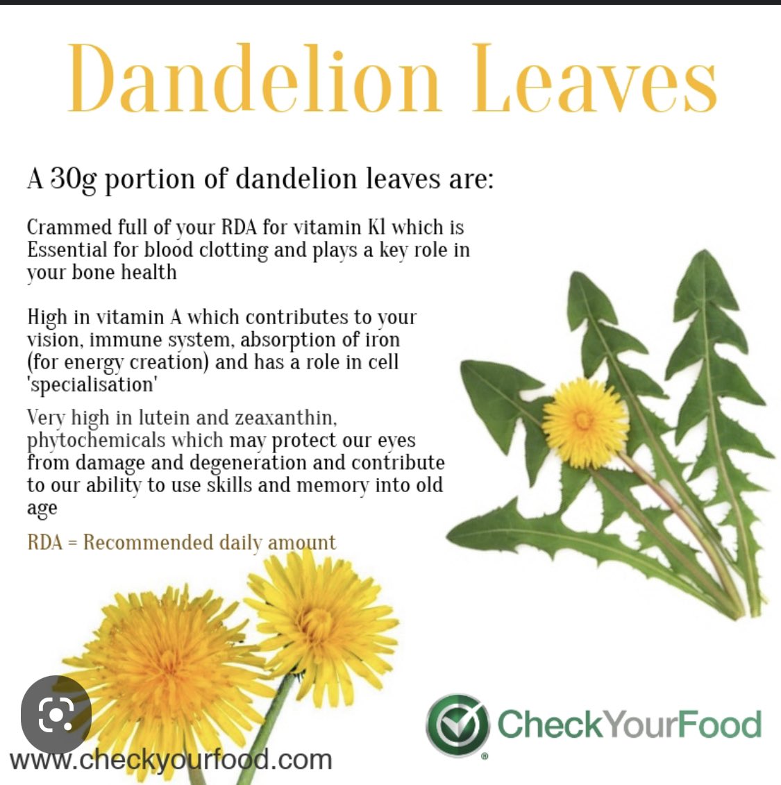 lisacam60629063's tweet photo. Dandelion https://t.co/Dae38wNGWW