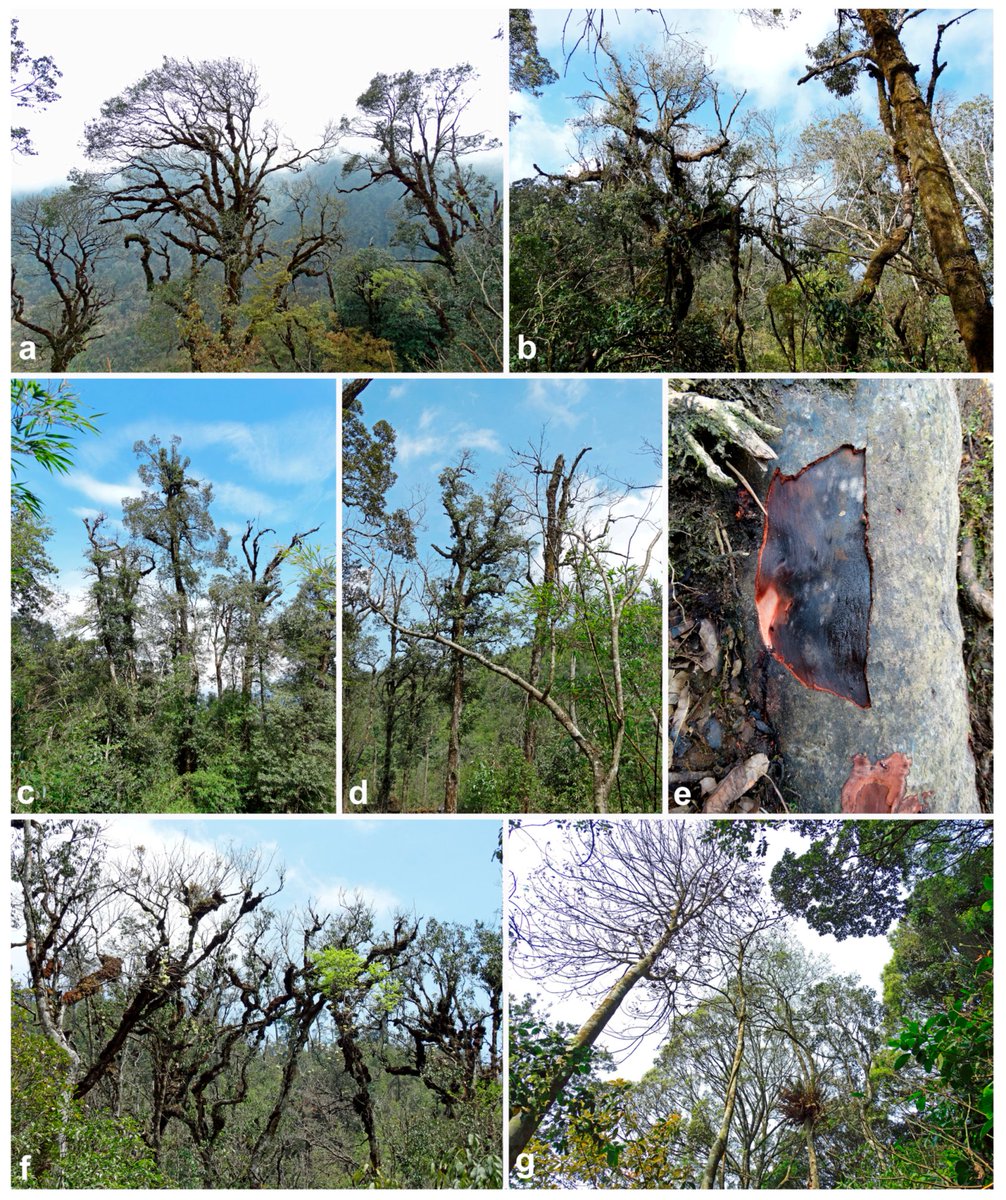 Forests_MDPI's tweet photo. 🌲#Forests🌲Interesting Paper in 2020 Series👏
"A Survey in Natural #Forest #Ecosystems of Vietnam Reveals High #Diversity of both New and Described #Phytophthora Taxa including P. ramorum", written by Thomas Jung et a
🔗https://t.co/t7yU0hpaZw
📰#biosecurity #breedingsystems https://t.co/Me61T2uxty