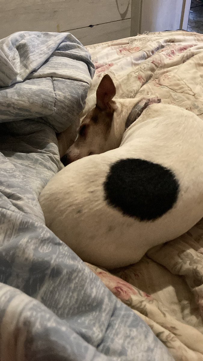 Giovann72421063's tweet image. Quando picchiano gli animali…i miei…mi mancano di rispetto….questa ha pure avuto una ferita…ma che è?#maggie #JackRussell #colpa