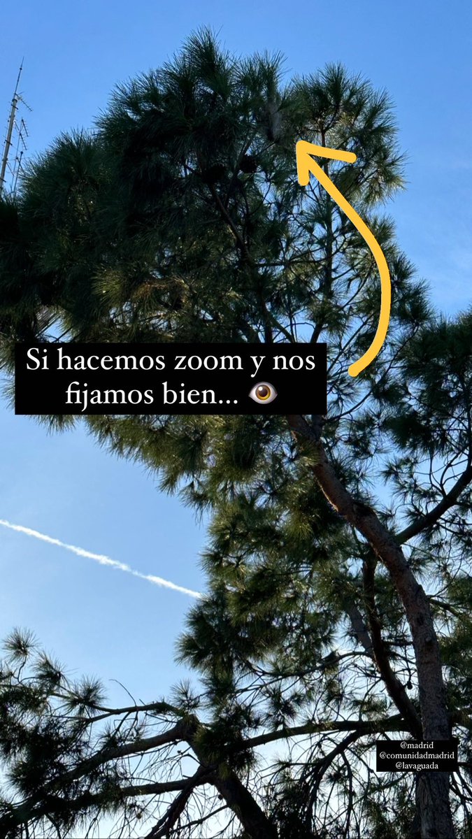 Luunaa94's tweet photo. Orugas procesionarias en los alrededores de @LaVaguada, por favor, que la autoridad competente ponga solución! @ComunidadMadrid @MADRID @Barrio_delPilar @BarriodelPilar https://t.co/ZXtvlorARZ