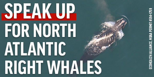 North Atlantic right whales shouldn't have to continue to suffer & die from boat strikes! No more delays — Share this post to tell Secretary Gina Raimondo and @NOAAFisheries Janet Coit that we need a strong vessel speed rule immediately to protect these whales. #rightwhaletosave