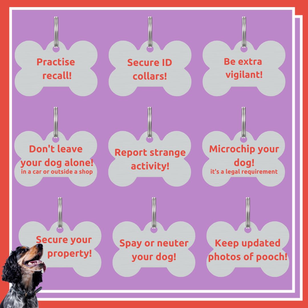 Today, in aid of Dog Theft Awareness Day, we wanted to share with you some tips to help keep your pet pooch safe 👇

#dogtheft #dogtheftawareness #dogtheftawarenessday #dog #dogs #doglover #doglovers #doglife #dogoftheday #dogtraining #doggrooming #dogmum #dogsafety #petsafety