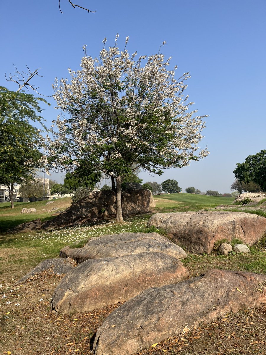 SanjayTiwariQED's tweet photo. Spring colours @ one of the public golf courses in Delhi!
1. Kachnar 2. Empress Tree 3. Caribbean Trumpet 4. Lac Tree with new leaf
#springbloomers #paulowniatomentosa #bauhuniavariegata #tabebuiaaurea #schleicheraoleosa #treewatching https://t.co/UaPCGzRIFD