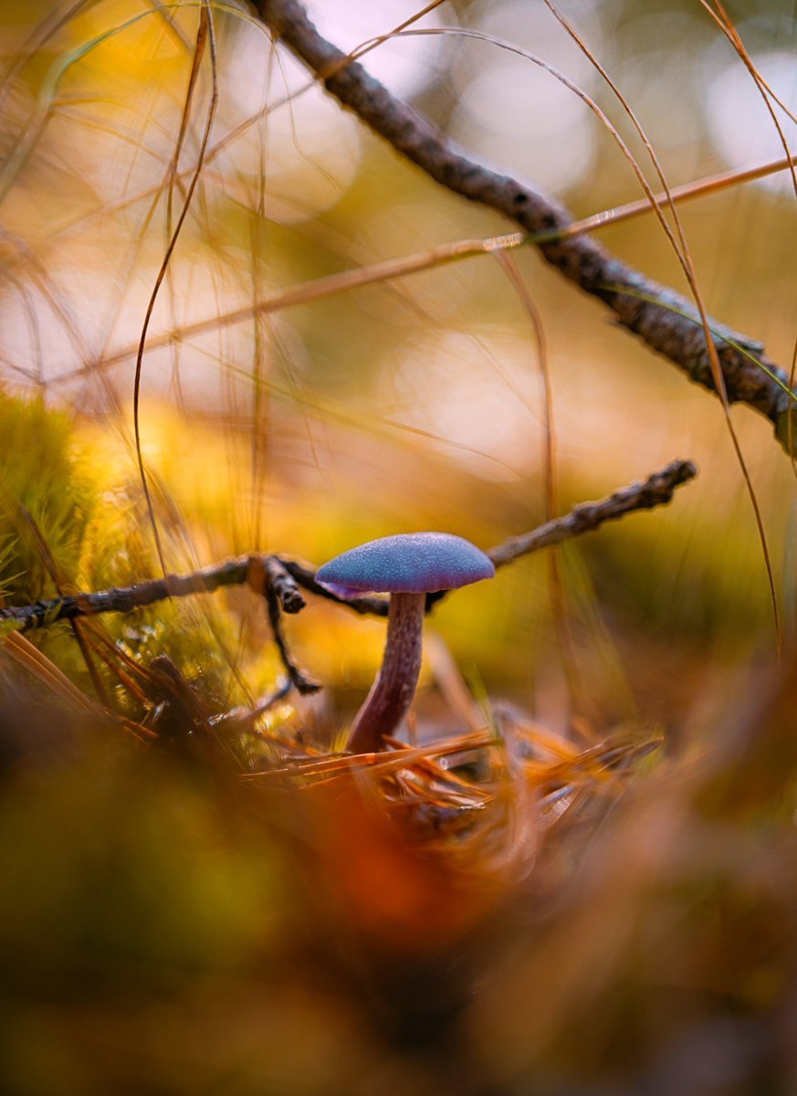 Fia Lagerdahl tweet media