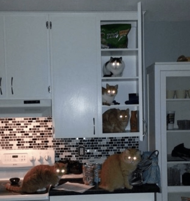 go back to bed, this is cat business.