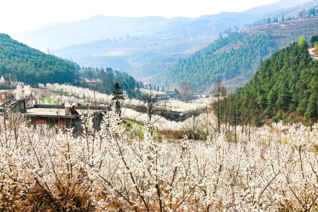 ThisisBijie's tweet photo. #Villagers 🧑🌾 in Yancang town, #Weining county of #Bijie set up a #cherry 🍒plantation, and now #cherryblossoms 🌸 are blooming everywhere. In mid-April, they'll turn into juicy cherries, bringing prosperity 💰 to locals. #BijieBloom #povertyalleviation #ruralvitalization https://t.co/ltQ7Lhcatu