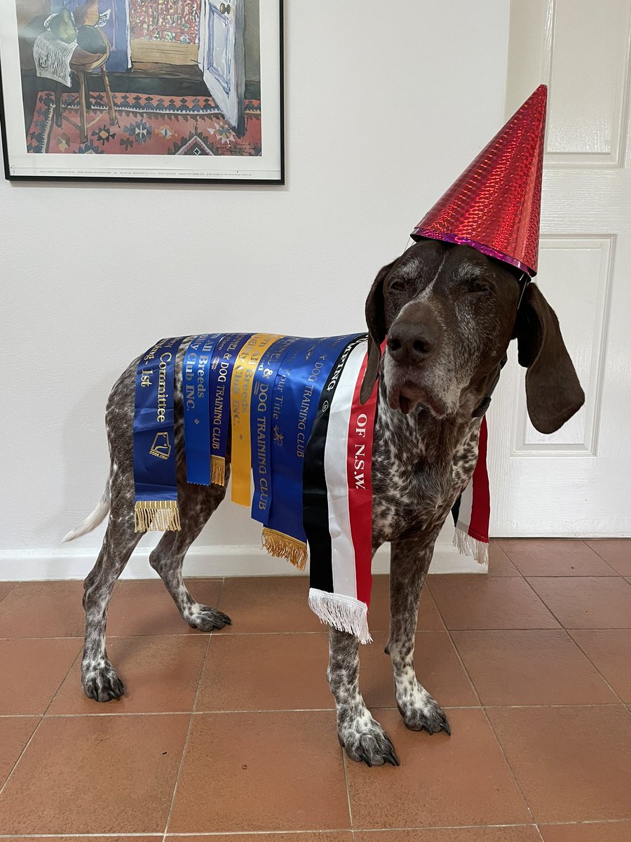 MawsonGSP's tweet photo. 🥳 it’s my 11th Birthday 🎉 🎂 I was reliving my champion jumping days when I had a few less strands of grey fur but Mum decided to start taking pictures to try look like 🥳 so I was unimpressed 😑 and asked for noms! Better be more later 😋 with snuggles 🥰 https://t.co/cmmwuRzcP9