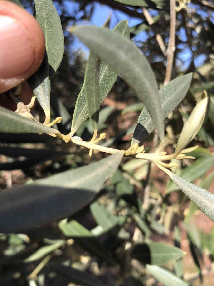 Picual #aove #evoo #olivartradicional