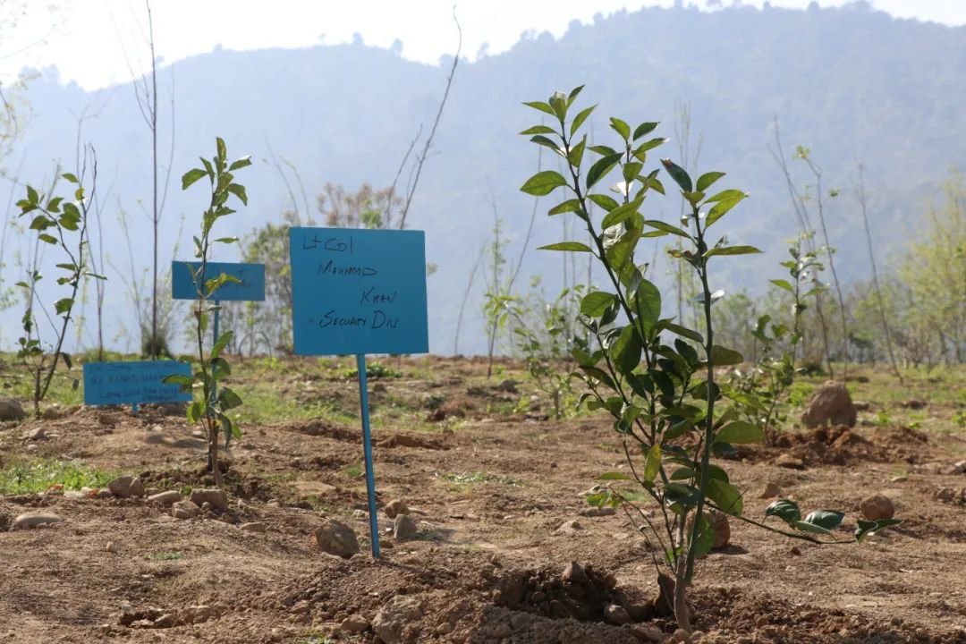 CTGI_2011's tweet photo. #SharedWorld #CSR
Recently, a🌱tree-planting activity was carried out around the 720 MW #karot HPP.👏
After digging holes, placing trees, cultivating the soil, and watering, 200 fruit trees were planted by CTGIers and local volunteers, bringing vitality to the land.🥳 https://t.co/zfCqerY55P