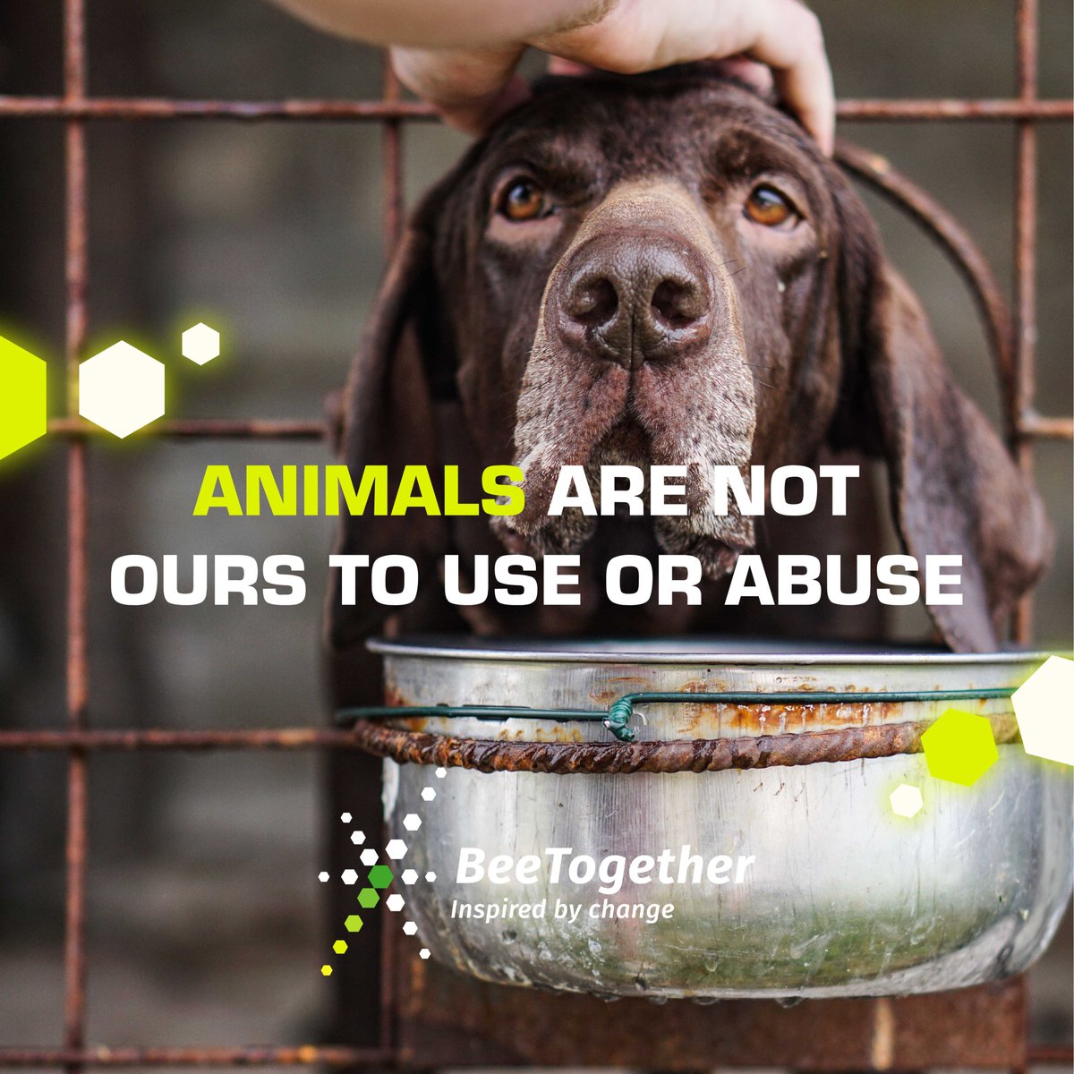 beetogether_org's tweet image. Animal agriculture is the leading cause of species extinction, ocean dead zones, and water pollution. #animalrights #helptheanimals #saveanimals #animalsmatter #animalsarefriends #bekindtoanimals #BeeTogether #NFTCommunity #socialgood  #supportungoals #charities #supportcharity