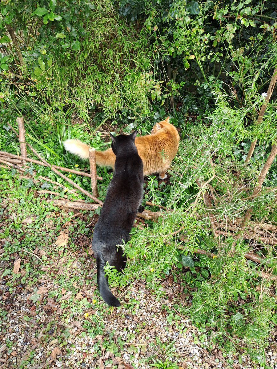 It's a #sniffinislivin type of day! Getting our #Hedgewatch one step ahead of the rain! 🐾😻🐈‍⬛🐈🌱