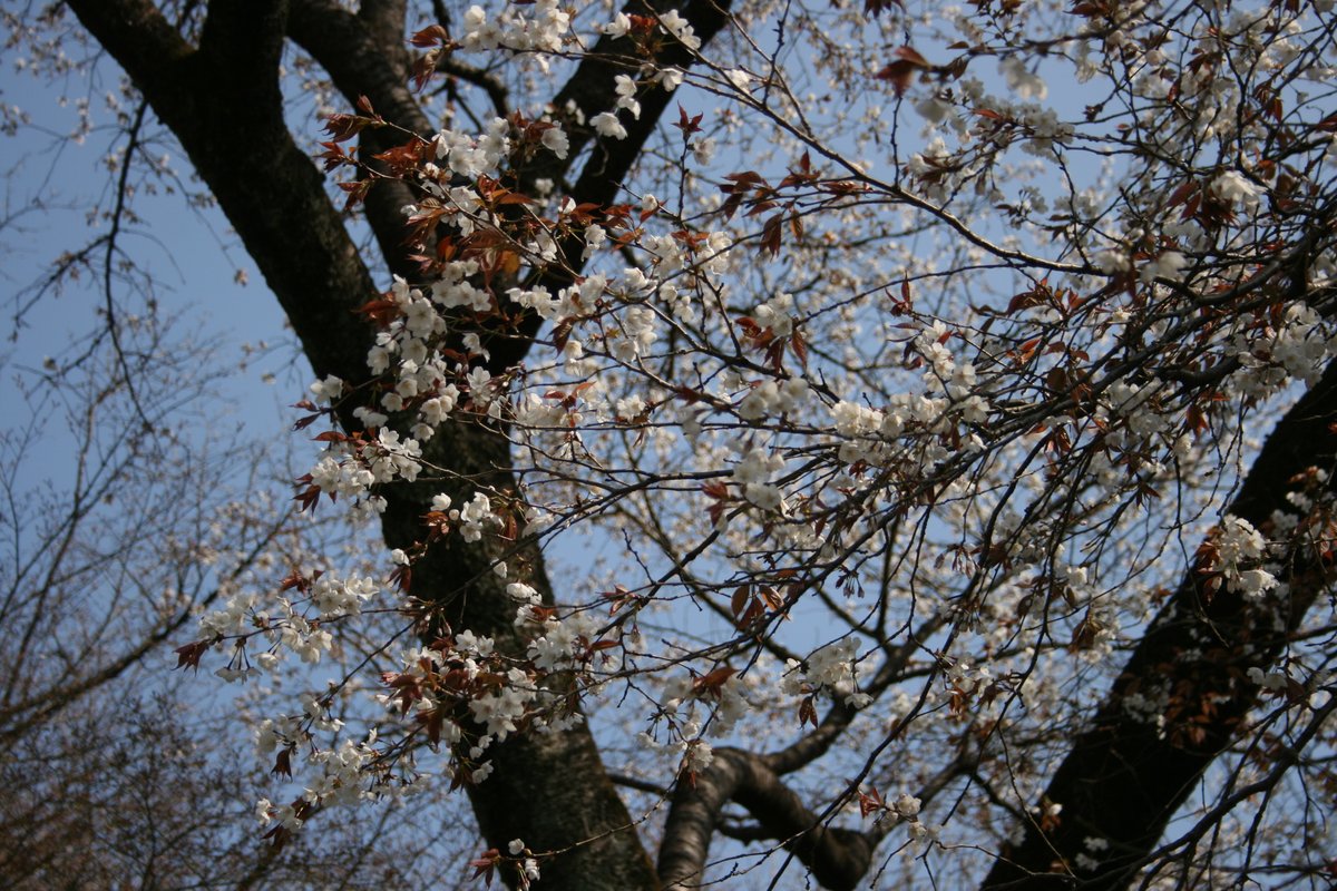 <a href="/uchidanoogisann/">うちだのおじさんでーす🏎️</a> こんばんは🌸
お久しぶりです。

春～‼桜～🌸
街も気持ちも明るくなって
いいですねー☺️

去年の桜🌸