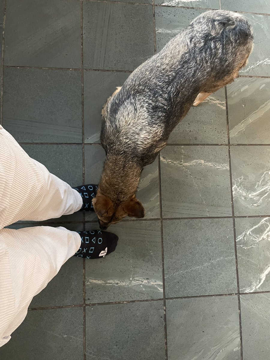 Sociable Dog tweet media