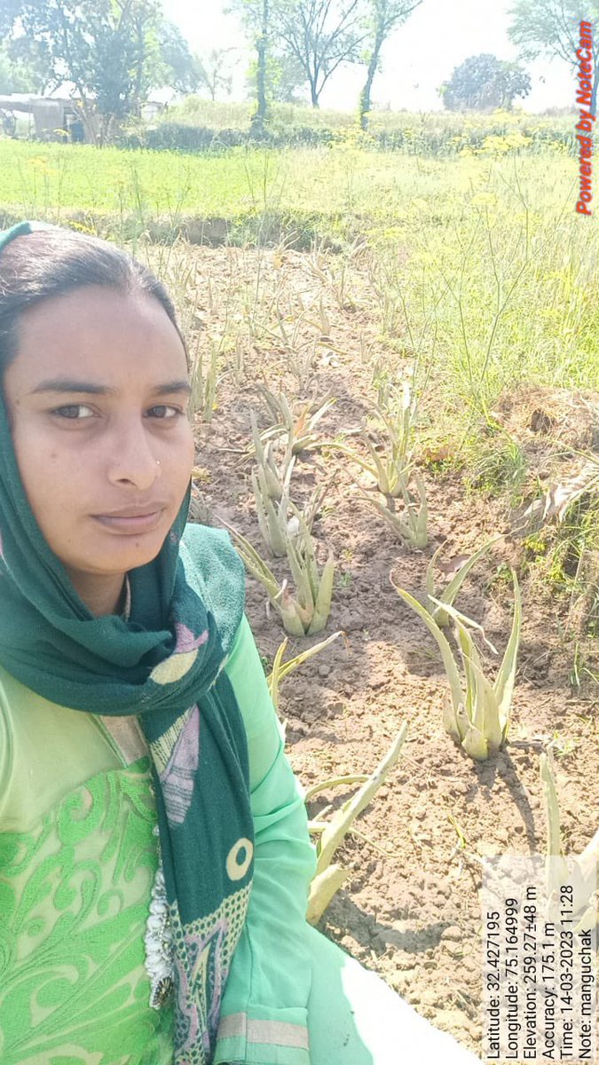 FJkrlm's tweet photo. Aloevera plantation carried out in 3 panchayats of block Ghagwal with subsidy of rs. 3750/kanal in convergence with Horticulture Department, Samba.. https://t.co/rNAghYVJ5w