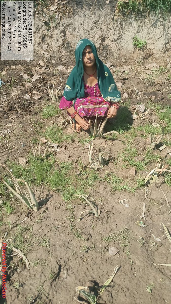 FJkrlm's tweet photo. Aloevera plantation carried out in 3 panchayats of block Ghagwal with subsidy of rs. 3750/kanal in convergence with Horticulture Department, Samba.. https://t.co/rNAghYVJ5w