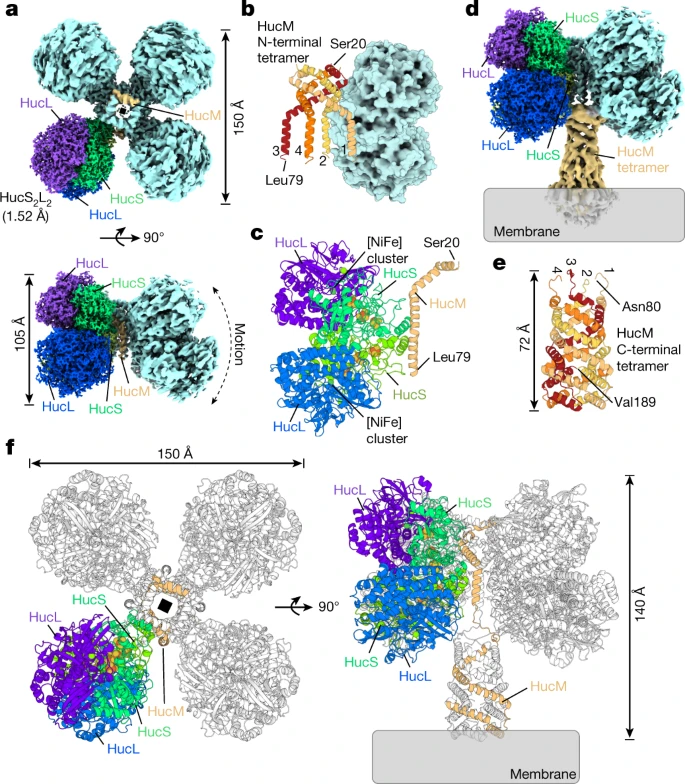 KevinKaichuang's tweet photo. A novel enzyme, Huc, consumes atmospheric levels of hydrogen gas and transfers the derived electrons for aerobic respiration. 

@Rhys__G @Ashleigh_Kropp @greeninglab

https://t.co/NsTGs07MOR https://t.co/Xj2Nf4IafU