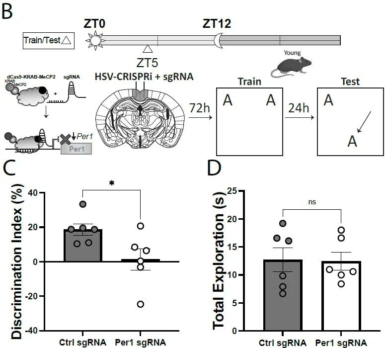 Penn State Biology (@pennstatebio) on Twitter photo In a study led by <a href="/brunswickchad1/">Chad Brunswick</a>, <a href="/J9Kwapis/">Janine Kwapis (she/her)</a> lab suggests that the clock gene Per1 functions in the retrosplenial cortex to modulate memory and age-related impairments in Per1 contribute to memory decline in mice 🧠 🐭 🧬 1/4
buff.ly/3JptCns In a study led by <a href="/brunswickchad1/">Chad Brunswick</a>, <a href="/J9Kwapis/">Janine Kwapis (she/her)</a> lab suggests that the clock gene Per1 functions in the retrosplenial cortex to modulate memory and age-related impairments in Per1 contribute to memory decline in mice 🧠 🐭 🧬 1/4
buff.ly/3JptCns