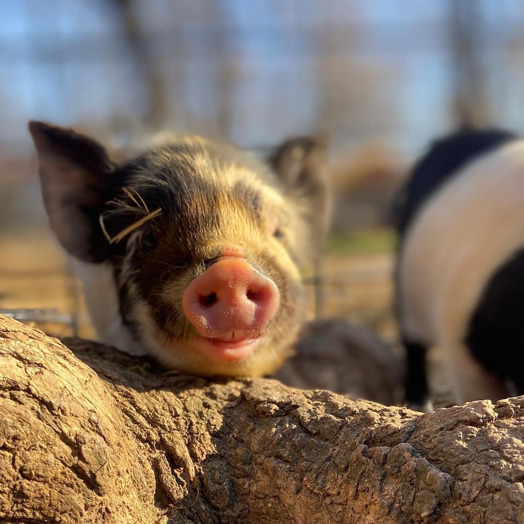 vidaverde_co's tweet photo. Recordatorio del día: sonreír. 😄

📷 @littledsfarm https://t.co/E0MiZyNVGD