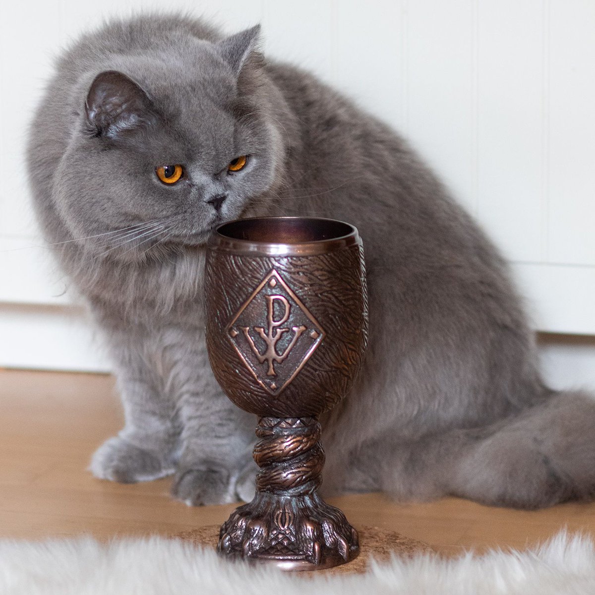 powerwolfband's tweet photo. We have just received the band copies of the new bundle chalice and are definitely excited. However, the cat still seems skeptical. #powerwolf #powercat #interludium #chalice #heavymetal https://t.co/rN2VJy7qcA