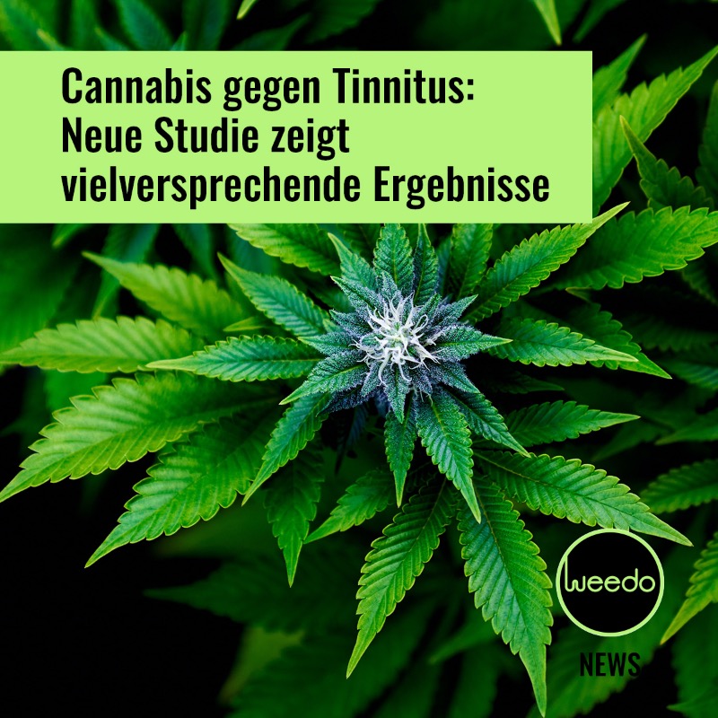 myweedo's tweet image. Das Team hofft mit diesen Daten eine Grundlage für künftige Forschungen und klinische Studien zum Cannabiskonsum und zur Linderung von Tinnitus zu schaffen.

#weedo #myweedo #news #tinnitus #cannabis #studie #forschung #wissenschaft