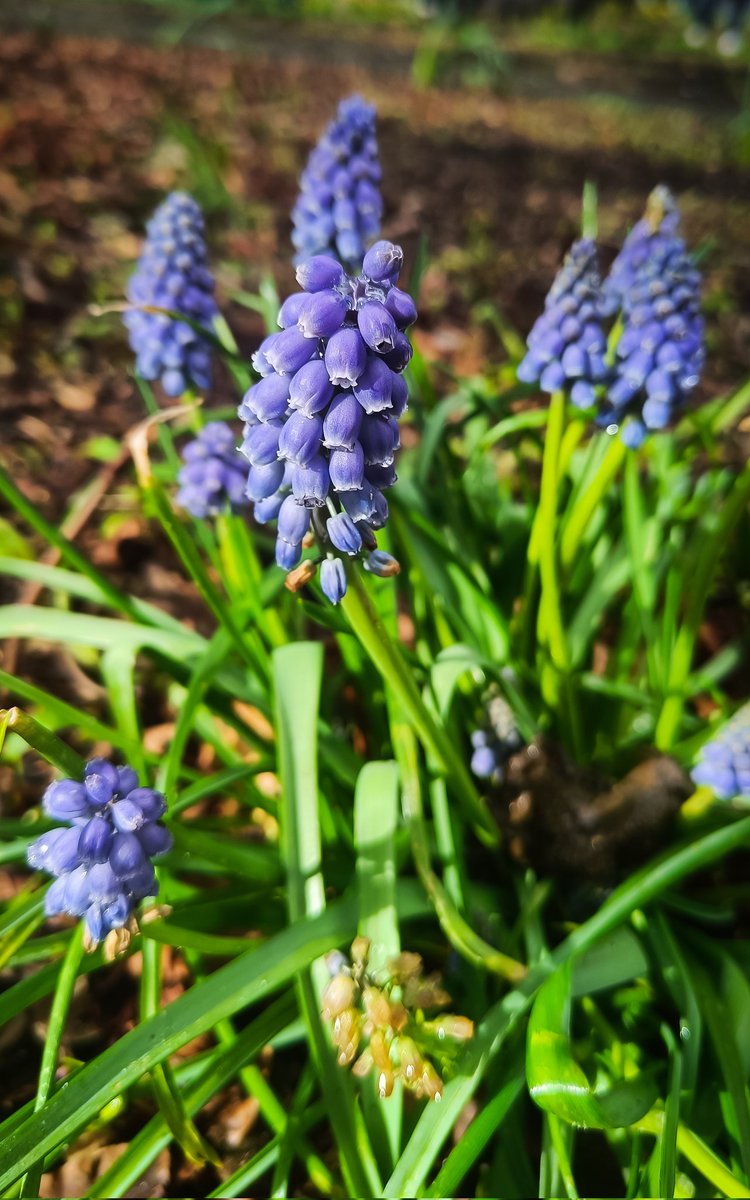sofiiatretiak's tweet photo. Spring 🌱 has arrived to University of Galway campus 💚

@uniofgalwayBPS @galwaycairnes @sci_plant @TheFlowerWorld https://t.co/iaLf7tdCTL