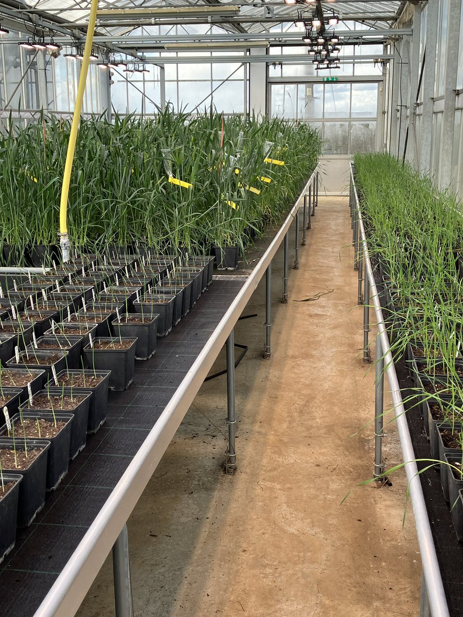 The Wheat Breeder tweet media