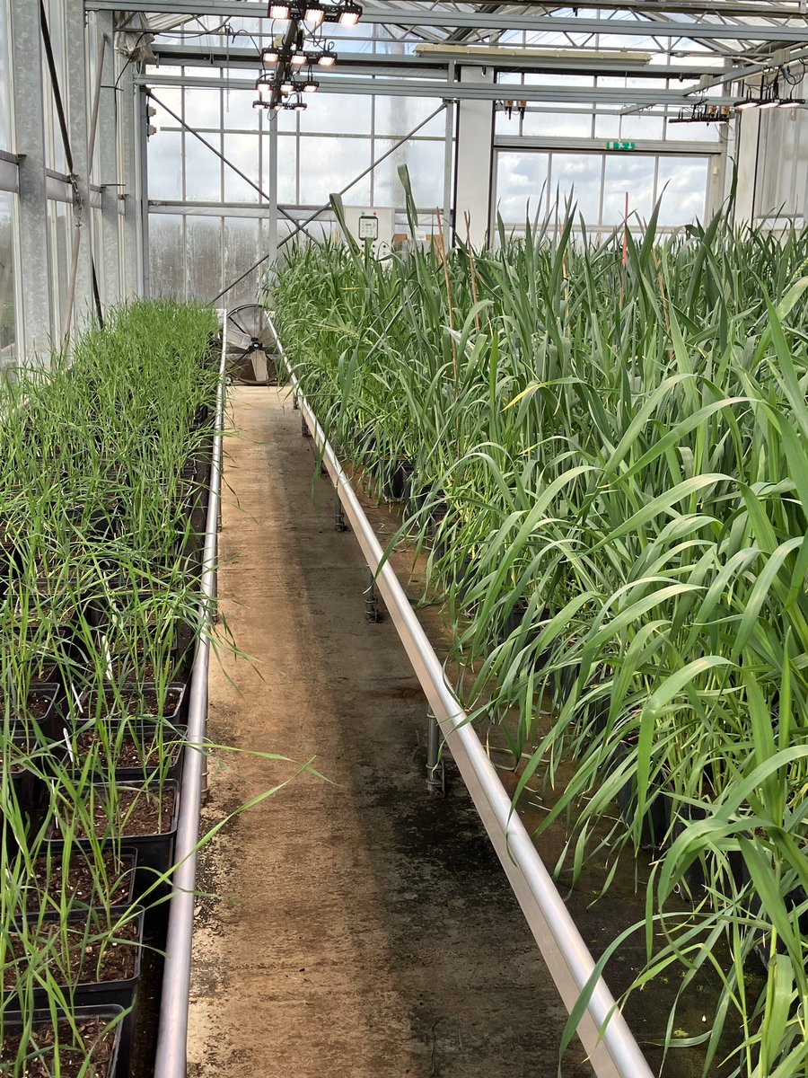 The Wheat Breeder tweet media