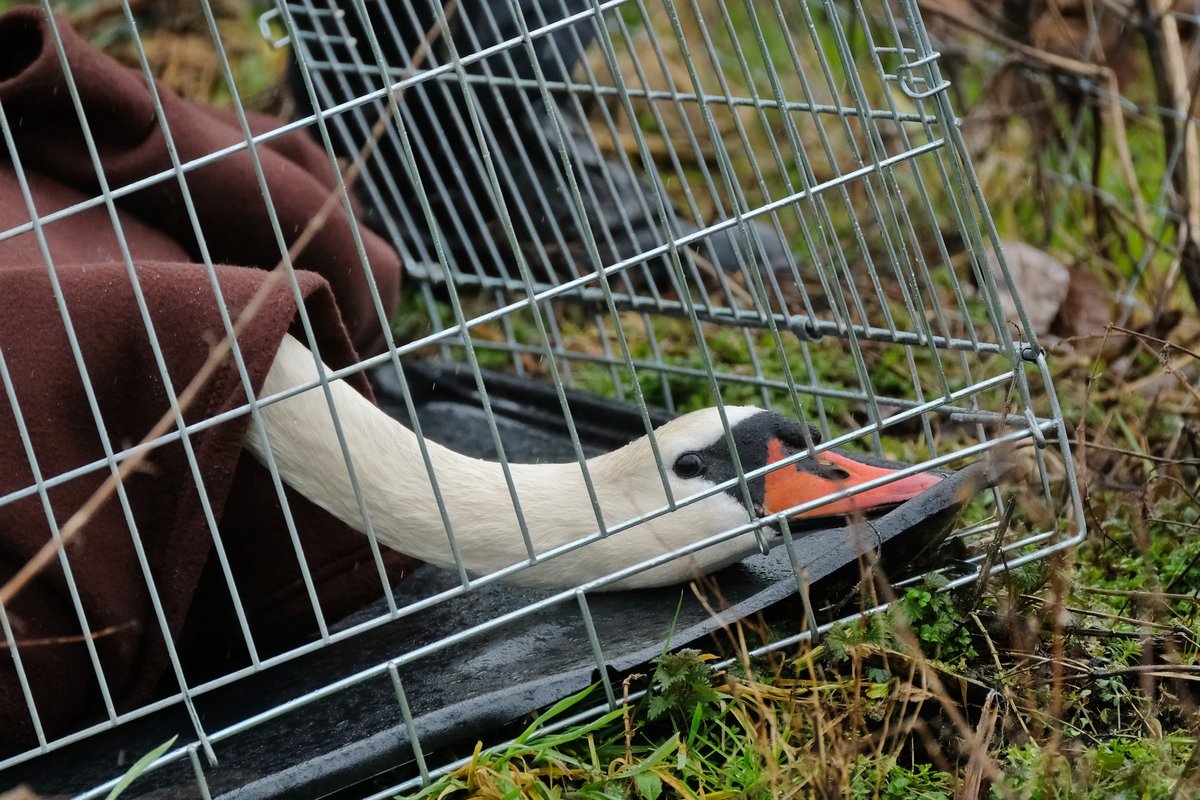 Curslack: Feuerwehrleute haben am Dienstag auf einem Feld am Curslacker Heerweg einen verletzten Schwan gerettet. Das Tier hatte sich bei einem missglückten Landeanflug auf einem Holzpfahl eines Zauns aufgespießt und kauerte nun sichtlich verletzt am Boden.