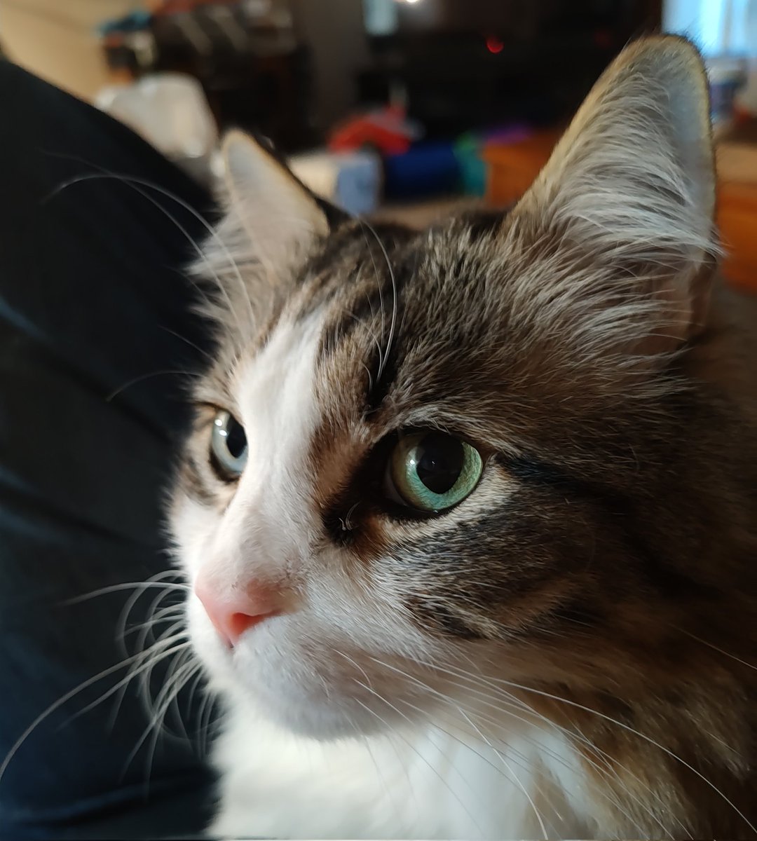 jcaliff's tweet photo. Arthur's pretty eyes https://t.co/27rfIT8lct