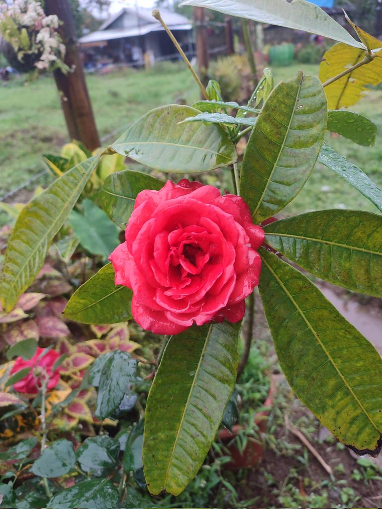 lusathannah's tweet photo. Rose https://t.co/1EU3iJ7H3C