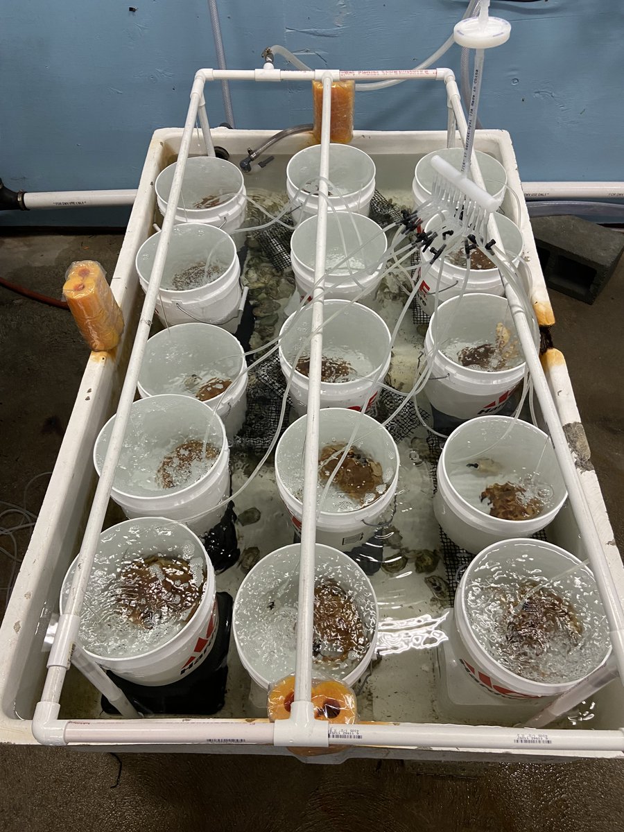 Kicked off an experiment yesterday to investigate short-term digestive behavior of Jonah crabs  fed oysters inoculated with polyester microfibers!! Long couple days in the lab. Send snacks... #crabirrigationsystem #microplastics #plasticpollution #phdlife