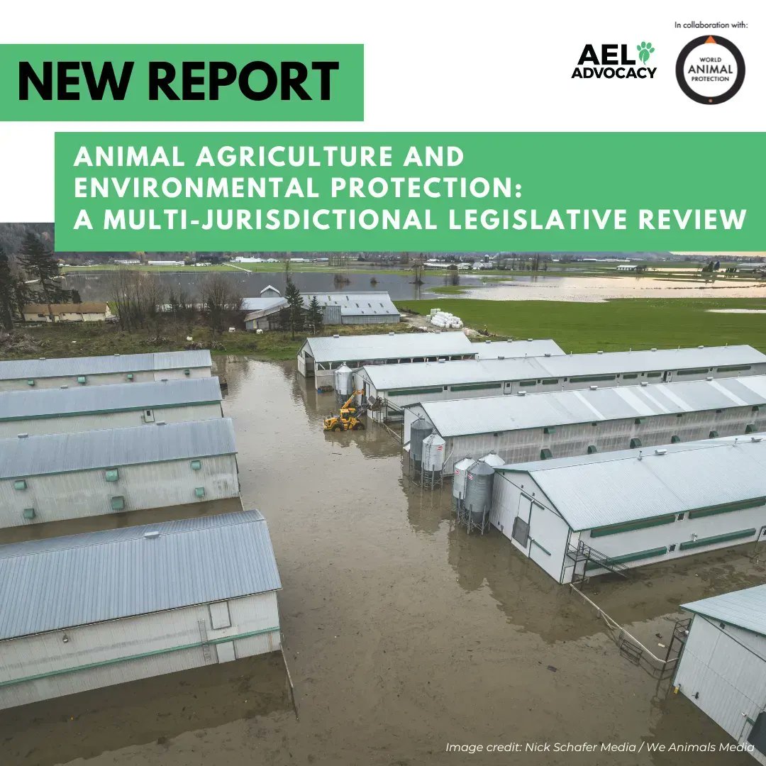 aeladvocacy's tweet photo. Our NEW report, in collaboration with @MoveTheWorldCA, explores what laws are currently in place to restrict the construction or expansion of factory farms due to their environmental impacts, and offers recommendations for law &amp; policy reform. 🌱 ⚖️ 

 🔗 in our bio. https://t.co/MciAQugmhj