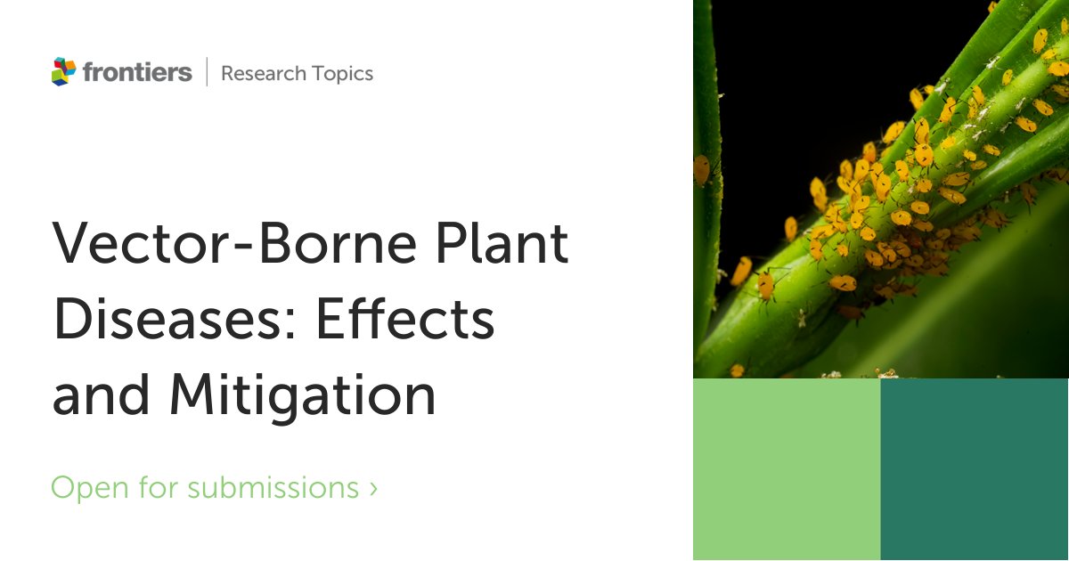 FrontAgro's tweet photo. New #ResearchTopic open for submissions!📢

Calling for submissions on #Vector-Borne #Plant Diseases: Effects and Mitigation.🦟🌿

Edited by Dr. Sarkar (@pol_sarkar_), Dr. Ghosh (@entoghosh) and Dr. Ghanim (@MuradGhanim) #AcademicTwitter

🗓️June 6th 2023
👉https://t.co/l3HdMyYOIO https://t.co/yWazYnduvP