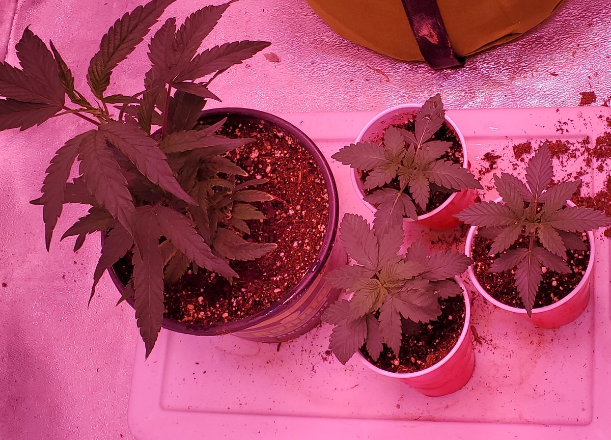 Peanut Butter Breath(Clone)
3 Gelonades (Emerald Grown Exotics)
Damnit who spilled the dirt!!