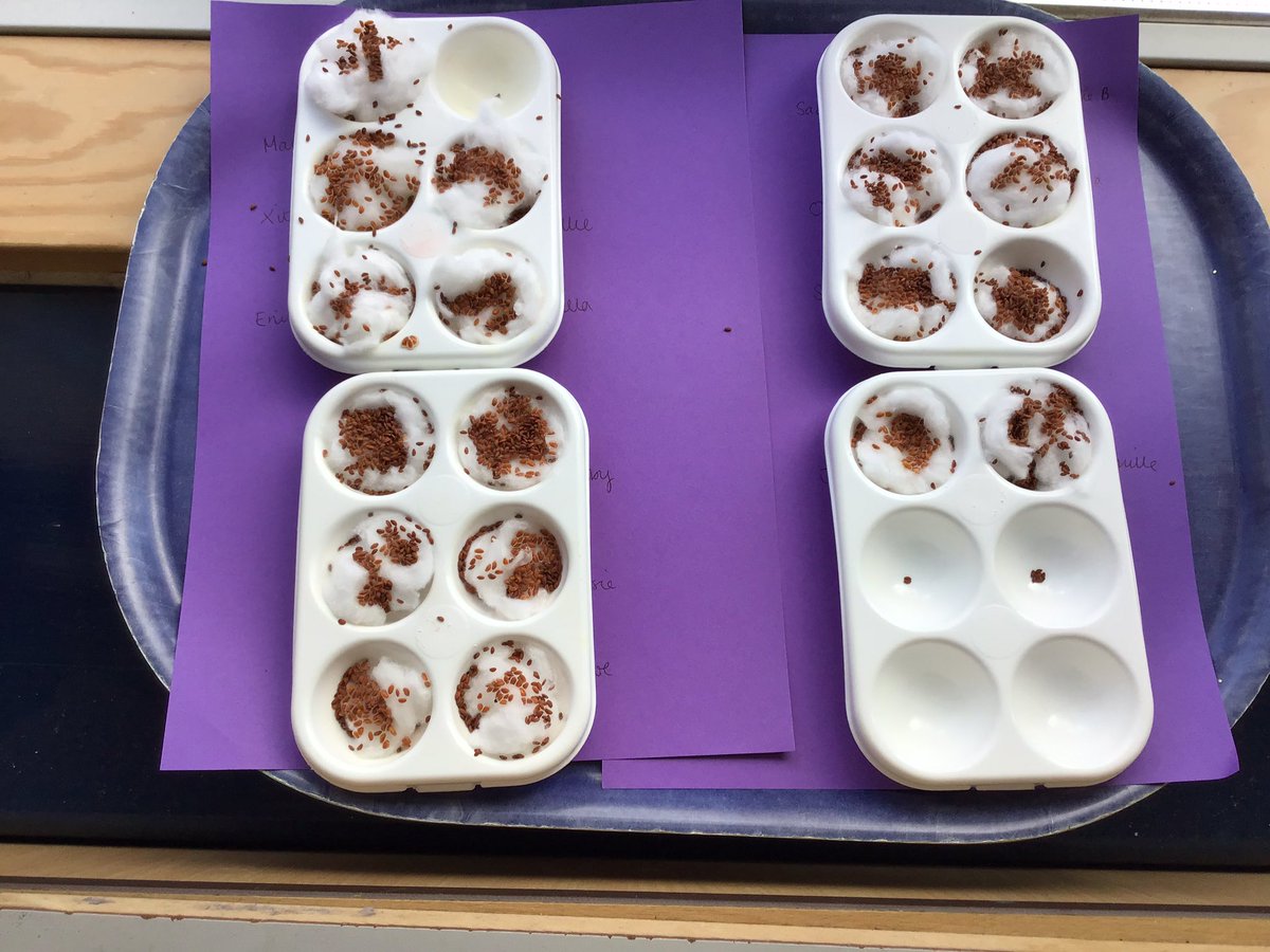 PenguinsBHGirls's tweet photo. EYFS learning about #NOWRUZ Persian new year. Planting cress as sabzeh and cleaning the house for khuneh takuni as well as decorating eggs tokhm-e morph-e rangi. https://t.co/2SXpDHXDZS
