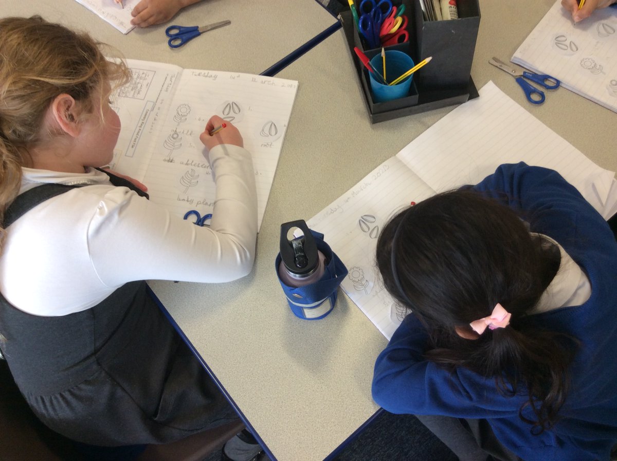 gfprimarycov's tweet photo. 2L are really enjoying their new Scented Garden topic at the moment. They have planted their own marigold seeds and are investigating the effects that water and sunlight have on plants. Today they are learning about the life cycle of a sunflower. 🌼🌸#GFScience #GFYear2 https://t.co/YLXk3BzEuk