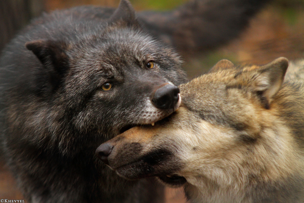 Hourly Wolves tweet media