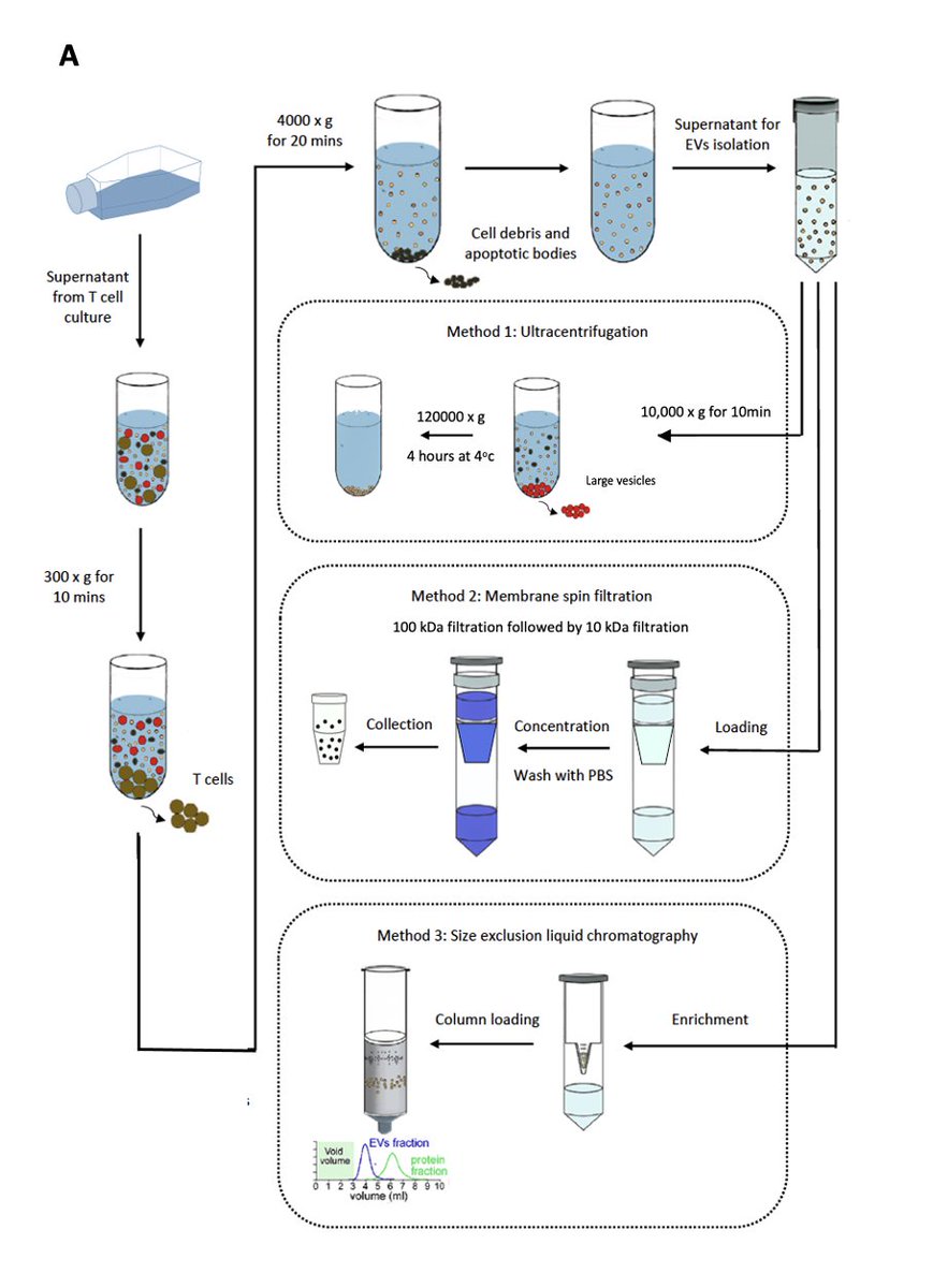 🎉New in #JExBio🎉A comparison of different methods for isolating CD8+ T lymphocyte-derived #EVs and SMAPs concludes that SELC offers the highest quality of T cell derived EVs and SMAPs with acceptable yields for compositional and functional studies.👉 bit.ly/3mNhCmS