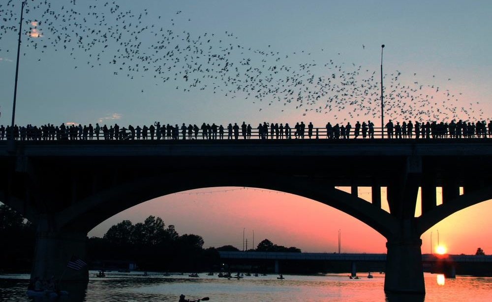 Watching the #CongressBridgeBats is Austin's most popular tourist attraction for a reason. It's simply a marvel. Watch as 1.5 million bats pepper the sky in their nightly departure from Congress Bridge in their relentless and appreciated pursuit to rid us of mosquitoes.
#Dunyha