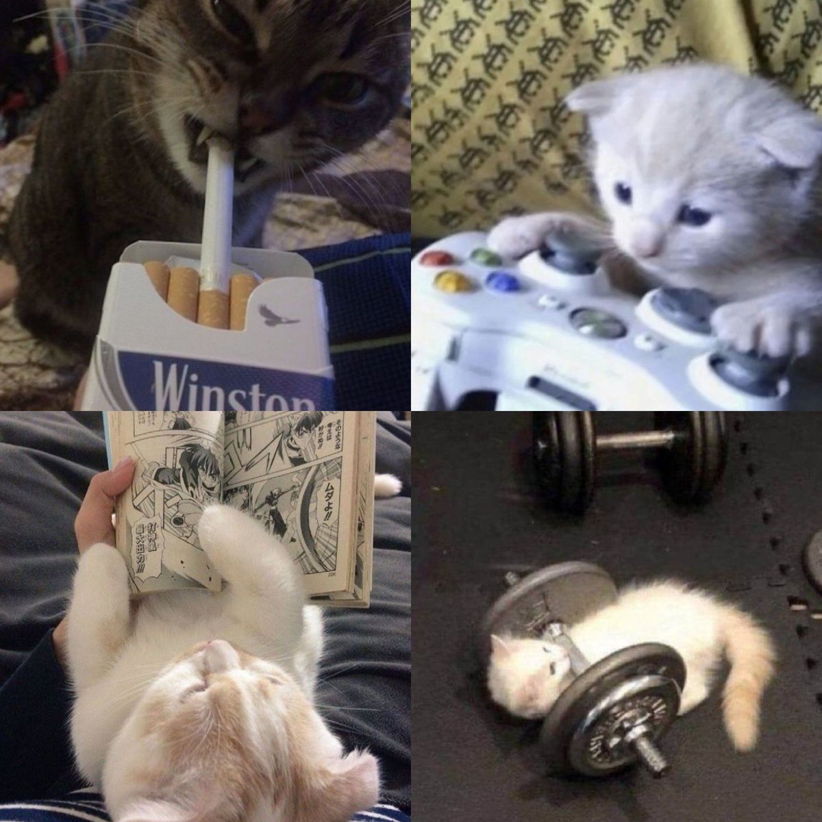 i4aomine's tweet photo. ‼= te dou um gatinho com base no seu fc.

kb https://t.co/rOndM3u37d