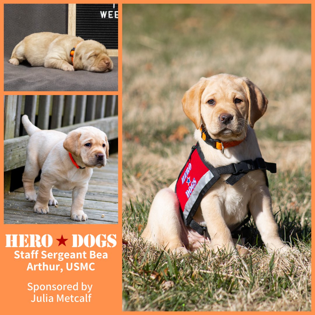 HeroDogsInc's tweet photo. Second to be announced is #HeroDogs Staff Sergeant Bea Arthur, USMC, named after the famous actress/comedian. Star of #TheGoldenGirls, Maude, and more, Arthur was also a #veteran of the #USMC &amp; one of the 1st members of the @USMC Women's Reserve.⁣ https://t.co/qkz2nzlb06