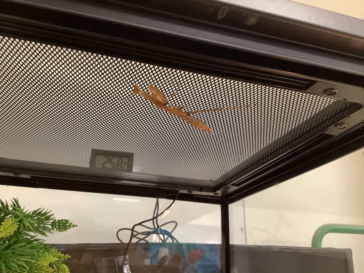 Dunottar Science tweet media