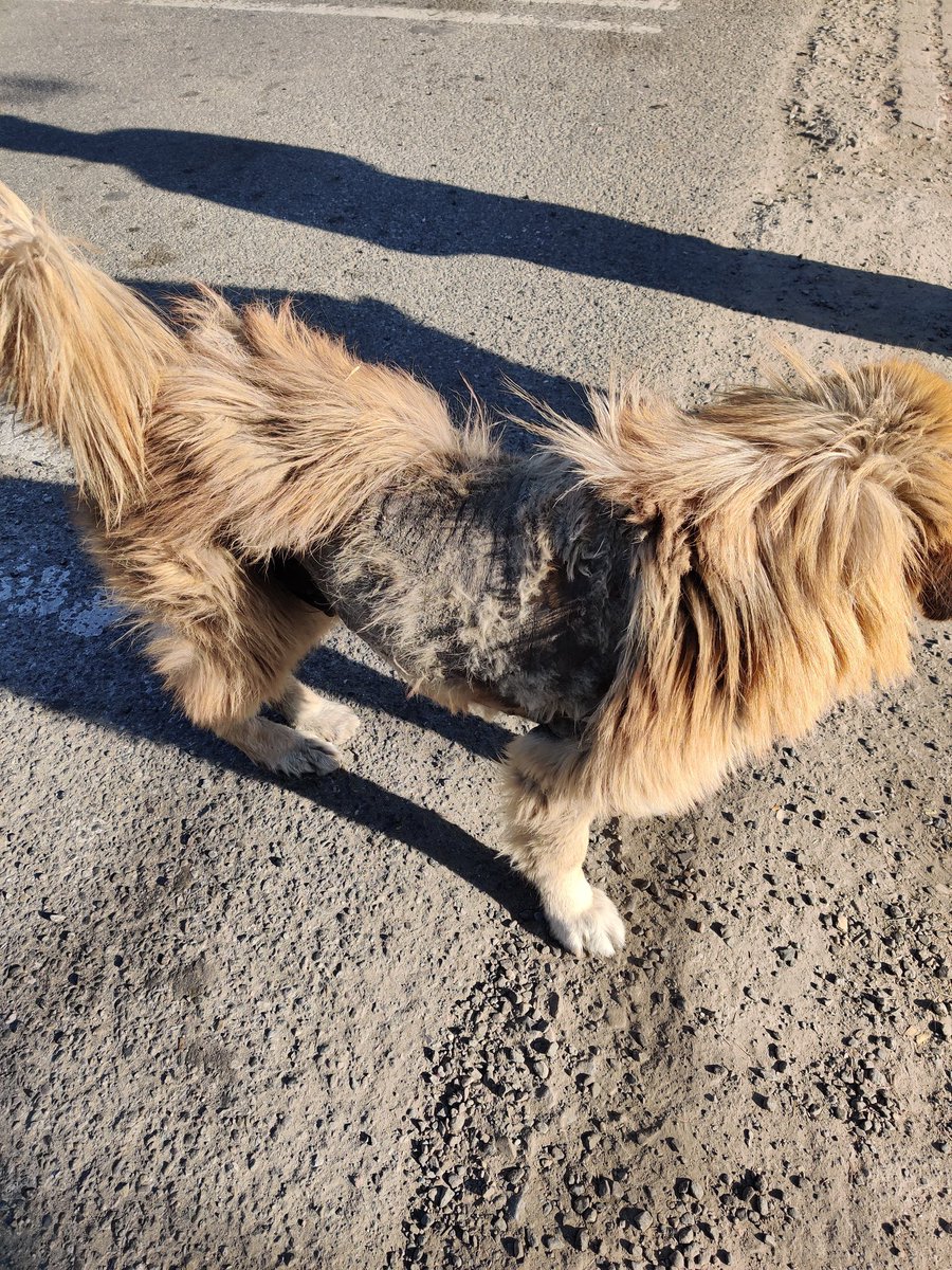 Animall35297181's tweet photo. Dehradun pls help location of the dog is nikasi barrier near raipur range please amplify @dogitization @SENTHILSSK1982 @gauri_maulekhi @pfaindia @PetaIndia @IndianDogsuport @sanjay_daddy @avc_201 @TheDogMother_ @Bratin_PFA @hmkamath @amtmindia https://t.co/lds3QgsAxz