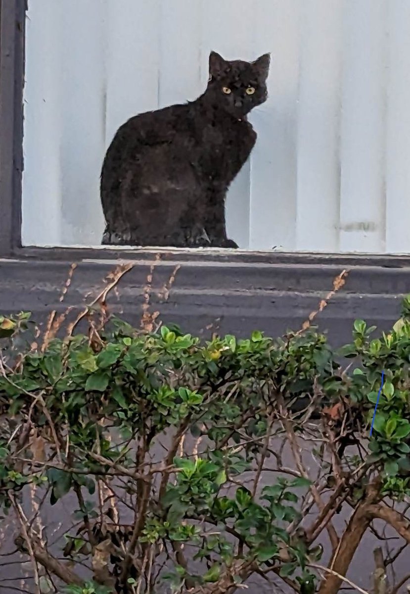 ElLocoMonkey's tweet photo. Window Cats pt. 14

#windowcats #windowcatsoftwitter #cat #cats https://t.co/sefBWX5zaj