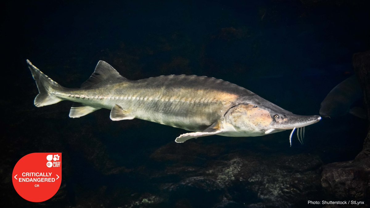 IUCNRedList's tweet photo. 100% of the world’s remaining 26 sturgeon species are at risk of #extinction.

Their decline is steeper than previously thought. 

Learn more➡️https://t.co/0BDqjBw1Hn https://t.co/M88jesPvNM