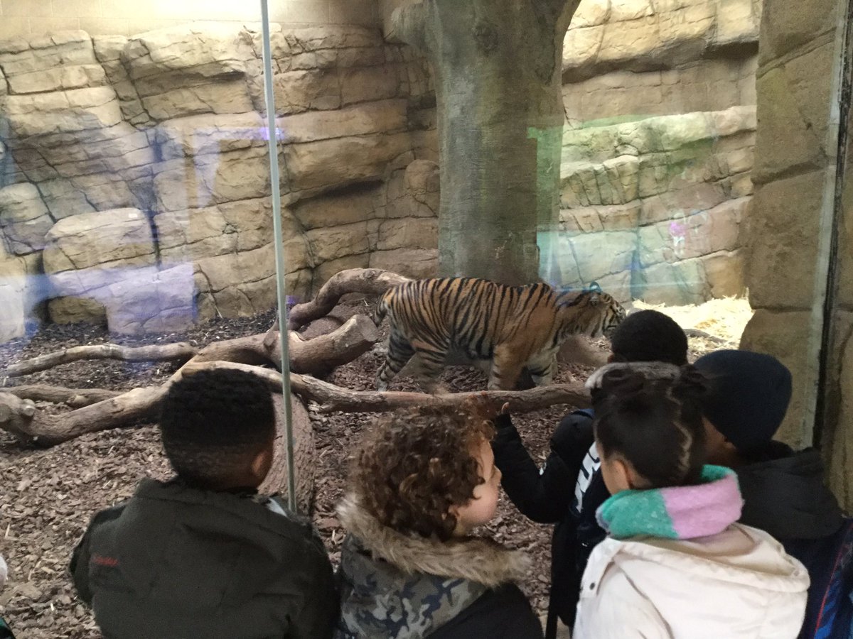 SpringCPS's tweet image. Year two at the zoo! 🐪🦓🐅 Birch class embarked on an adventure to the zoo to discover how different animals need different habitats! We took a trip around the world and saw tigers from India, giant tortoises from the Galapagos and lemurs from Madagascar!
#year2science