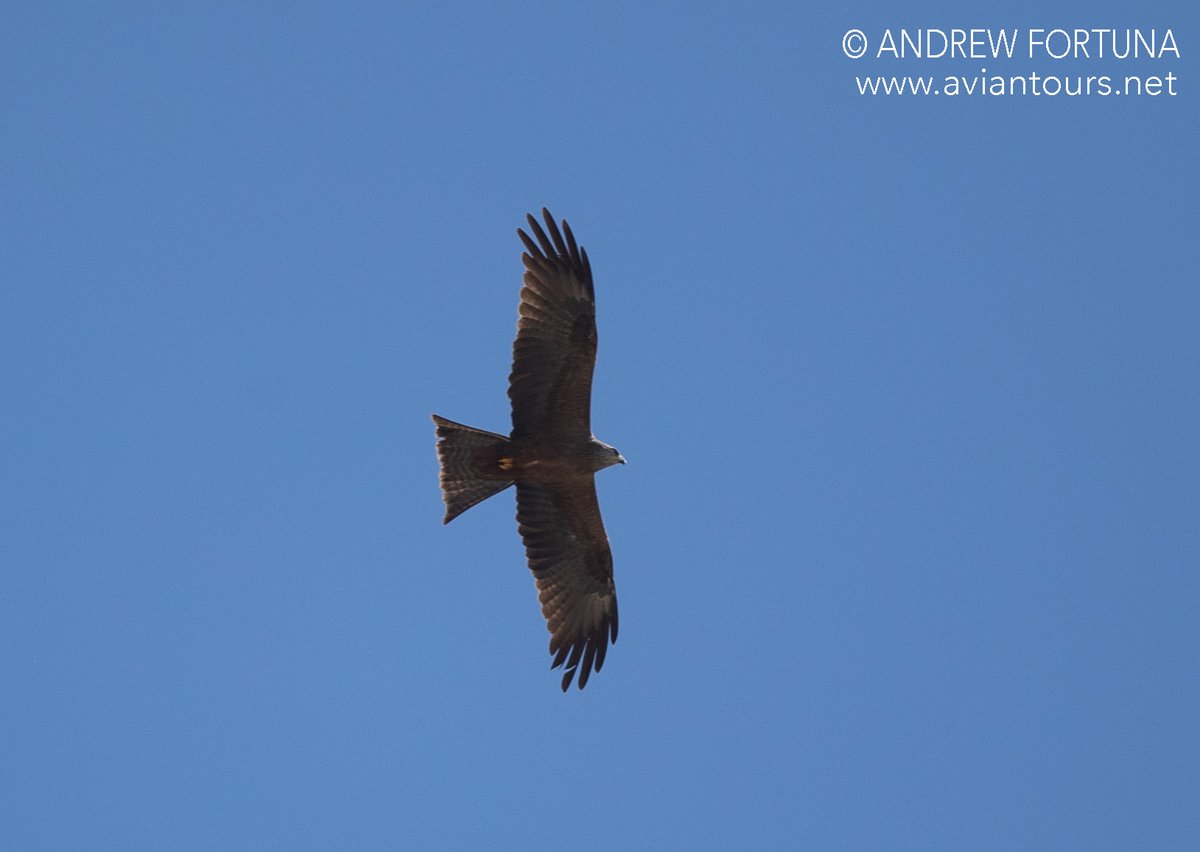 Quick record shot of the unmistakable silhouette of the Black kite now over #Gibraltar