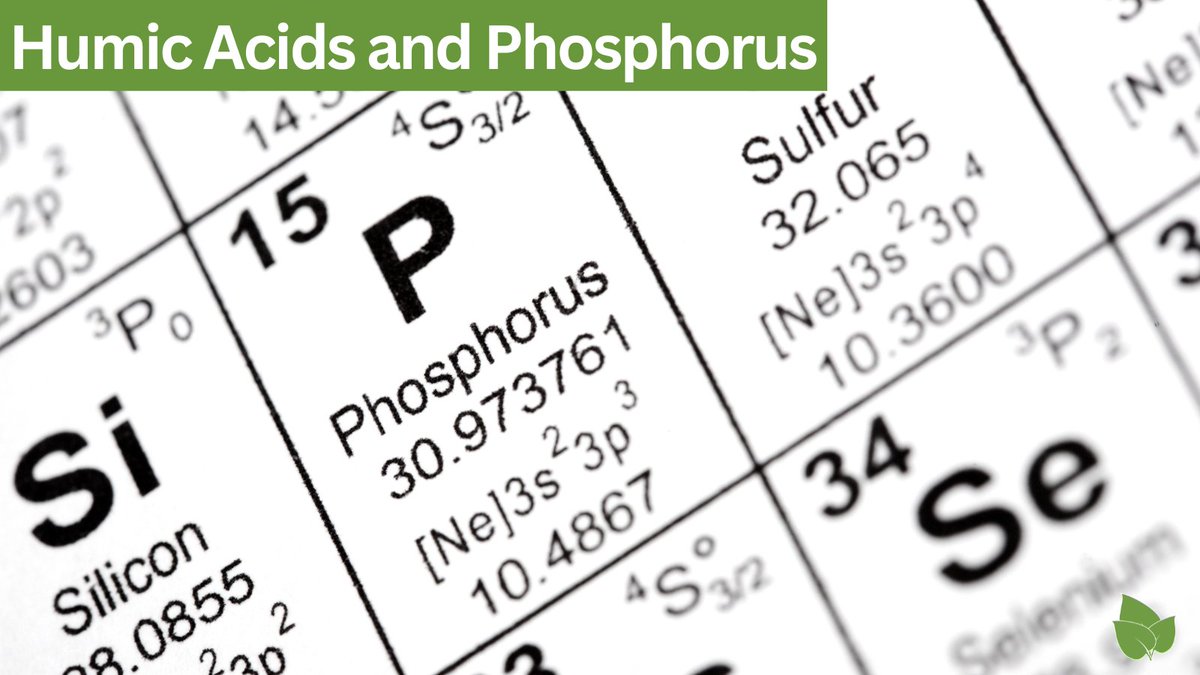 BEHumic's tweet photo. Did you know that up to 90% of soil #phosphorus is immobile and unavailable to plants? Learn how #humic acids can promote microbe growth and facilitate the mineralization process to make soil phosphorus more plant-available. #SoilHealth

Read more here: https://t.co/joc7UKsUCx https://t.co/Gv19e2XcBP